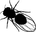 Black silhouette of fruit fly Drosophila melanogaster isolated on white Royalty Free Stock Photo